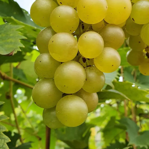 winorosl-refren-2l-wczesna-plenna-odmiana-rodzaj-rosliny-winorosl