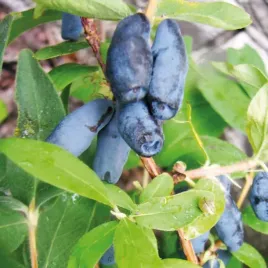 jagoda-kamczacka-zielona-niezwykle-plenna-odmiana-doniczka-3l