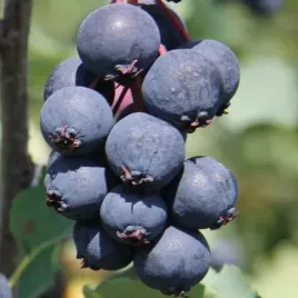 swidosliwa-northline-olcholistna-najczesciej-uprawiana-odmiana-2l