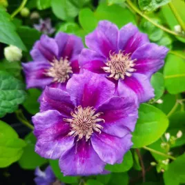 powojnik-ashva-wielkokwiatowy-1l-dwubarwne-kwiaty