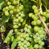 winorosl-cayuga-white-prawdziwa-perelka-wsrod-odmian-winogron-2l-styl-ogrod-wiejski-ogrod-nowoczesny