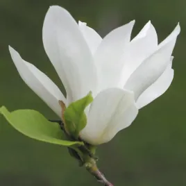 magnolia-alba-superba-posrednia-soulangeana-biala-sadzonka-2l