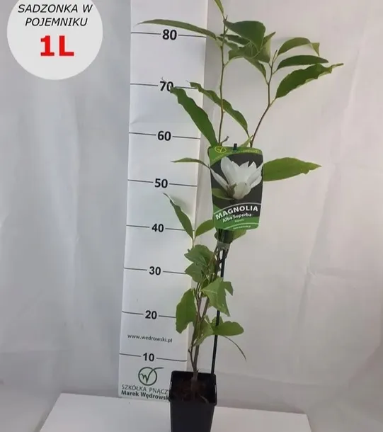magnolia-alba-superba-posrednia-soulangeana-biala-sadzonka-2l-kolor-kwiatow-biale