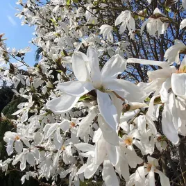 magnolia-stellata-gwiazdzista-o-pieknych-bialych-kwiatach-2l