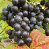 winorosl-buffalo-2l-bardzo-plenna-styl-ogrod-japonski-ogrod-nowoczesny-ogrod-skalny-ogrod-srodziemnomorski-ogrod-wiejski