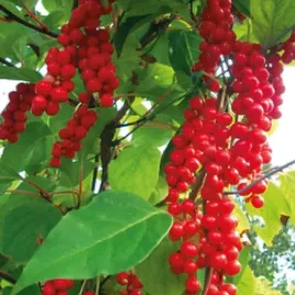 cytryniec-chinski-1l-schisandra-chinensis-zielarskie-pnacze