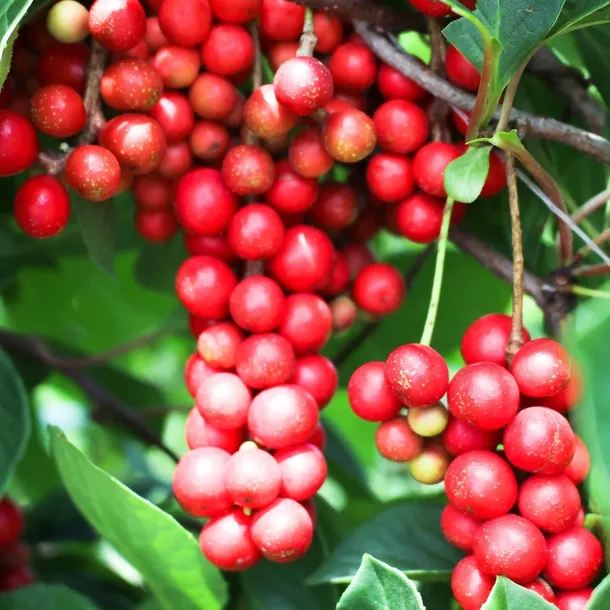 cytryniec-chinski-1l-schisandra-chinensis-zielarskie-pnacze-styl-ogrod-japonski-ogrod-nowoczesny-ogrod-skalny-ogrod-srodziemnomorski-ogrod-wiejski