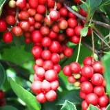 cytryniec-chinski-1l-schisandra-chinensis-zielarskie-pnacze-styl-ogrod-japonski-ogrod-nowoczesny-ogrod-skalny-ogrod-srodziemnomorski-ogrod-wiejski
