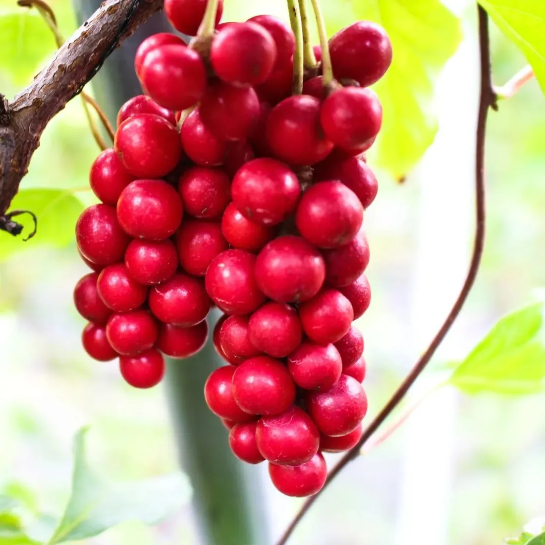 cytryniec-chinski-1l-schisandra-chinensis-zielarskie-pnacze