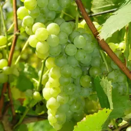 winorosl-jasna-polar-odmiana-deserowa-i-na-lekkie-biale-wino-sadzonka-2l