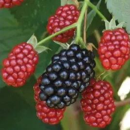 jezyna-bezkolcowa-black-satin-1l-duze-owoce