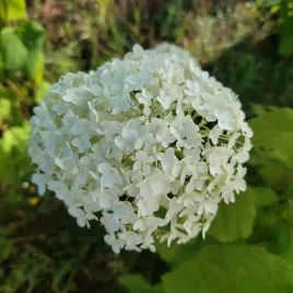 hortensja-anabelle-krzewiasta-biale-duze-kule-2l
