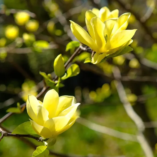 magnolia-yellow-river-1l