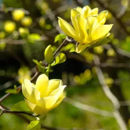 magnolia-yellow-river-1l