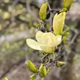 magnolia-yellow-river-1l-rodzaj-rosliny-magnolie-i-tulipanowce