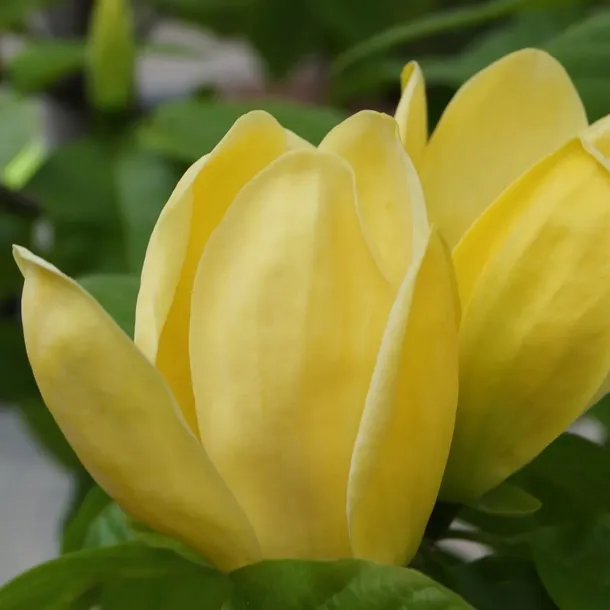 magnolia-yellow-river-1l-roslina-w-postaci-sadzonka-w-pojemniku-1-2l