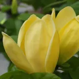 magnolia-yellow-river-1l-roslina-w-postaci-sadzonka-w-pojemniku-1-2l