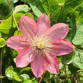 powojnik-little-mermaid-wielkokwiatowy-rozowo-lososiowy-kolor-kwiatow-1l