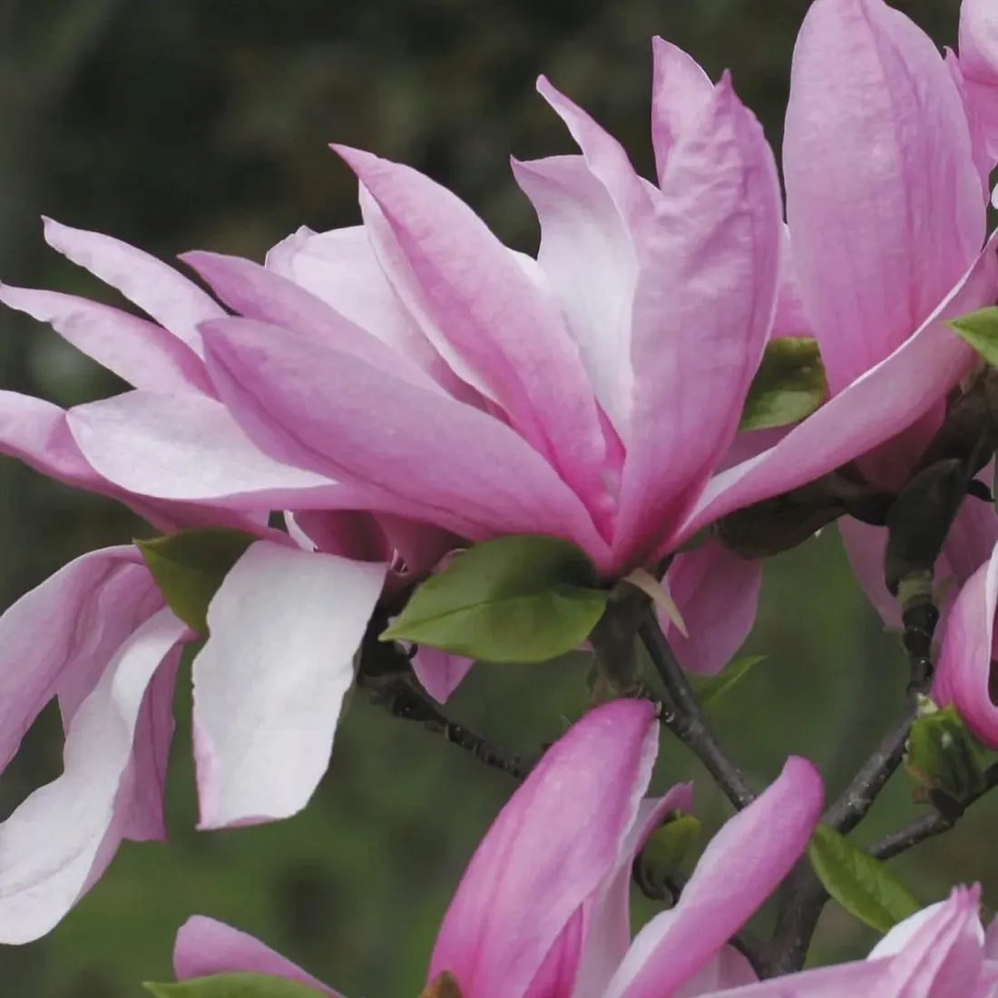 magnolia-betty-1l