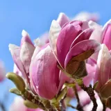 magnolia-betty-1l-rodzaj-rosliny-magnolie-i-tulipanowce