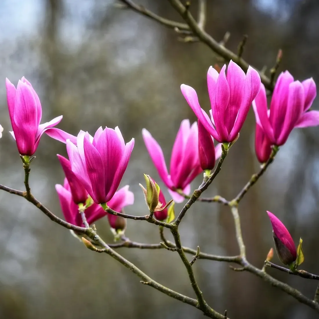 magnolia-betty-1l