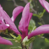 magnolia-susan-1l