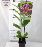 magnolia-susan-1l-rodzaj-rosliny-magnolie-i-tulipanowce