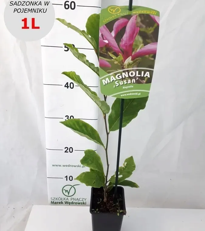 magnolia-susan-1l