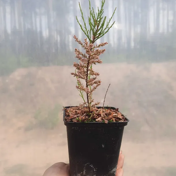 tamaryszek-drobnokwiatowy-kwitnie-obficie-1l-roslina-w-postaci-sadzonka-w-pojemniku-05-1l