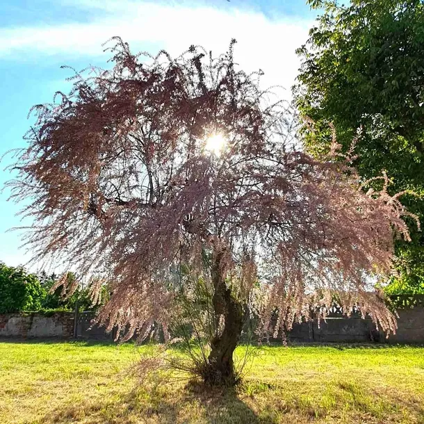 tamaryszek-drobnokwiatowy-kwitnie-obficie-1l-wysokosc-sadzonki-30-60-cm