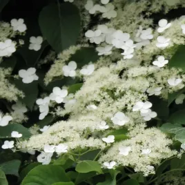 hortensja-pnaca-1l-kwitnace-pnacze-do-cienia