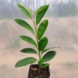 laurowisnia-1l-kolor-kwiatow-biale