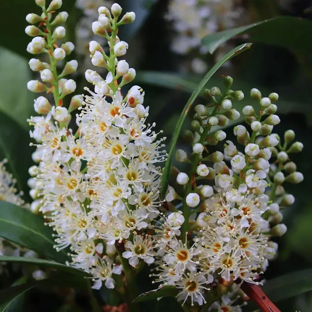 laurowisnia-1l-rodzaj-rosliny-inny