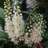 laurowisnia-1l-rodzaj-rosliny-inny