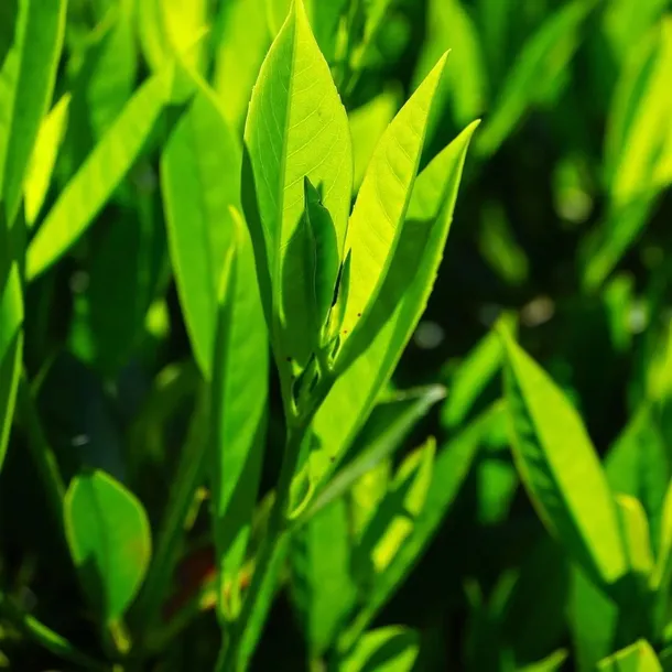 laurowisnia-1l-roslina-w-postaci-sadzonka-w-pojemniku-05-1l