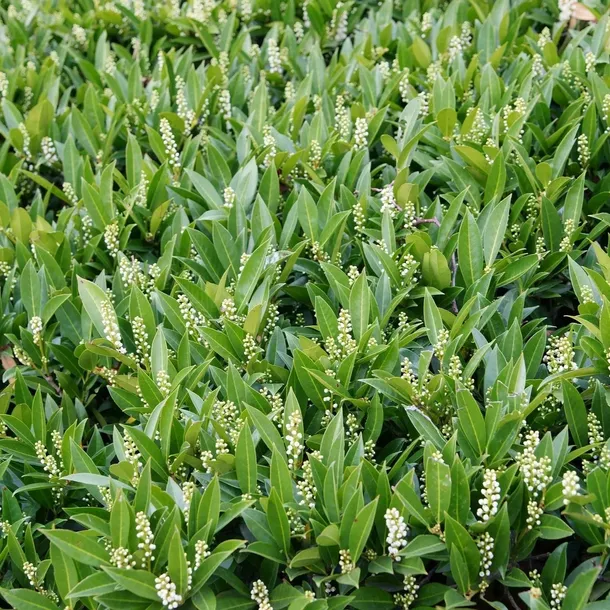 laurowisnia-1l-wysokosc-sadzonki-30-60-cm