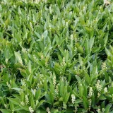 laurowisnia-1l-wysokosc-sadzonki-30-60-cm