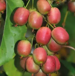 aktinidia-ananasnaya-ostrolistna-zenska-2l