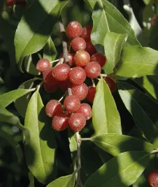 oliwnik-baldaszkowy-bardzo-miododajnyna-nalewki-2l