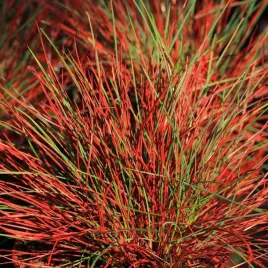 kostrzewa-walberla-1l