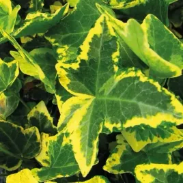 bluszcz-pospolity-harold-hedera-helix-pnacze-na-ogrodzenia-1l