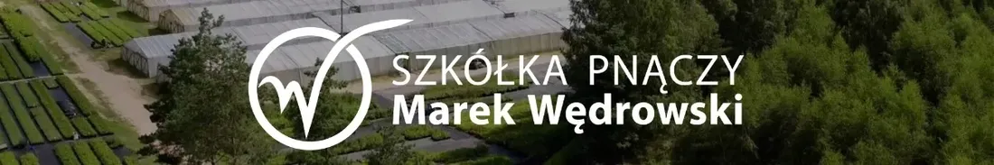 bluszcz-pospolity-harold-hedera-helix-pnacze-na-ogrodzenia-1l
