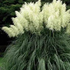 trawa-pampasowa-witte-pluim-bialy-pioropusz-2l