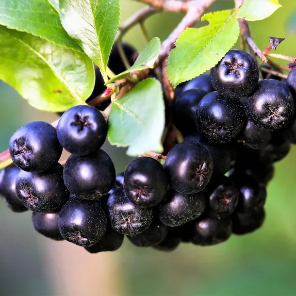 aronia-miczurina-2l-idealna-na-nalewki-i-przetwory-styl-ogrod-nowoczesny-ogrod-skalny-ogrod-srodziemnomorski-ogrod-wiejski