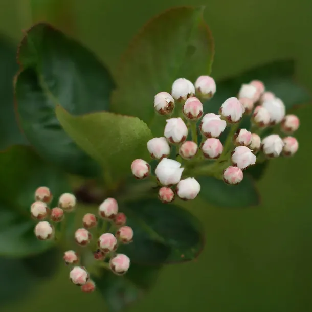aronia-miczurina-2l-idealna-na-nalewki-i-przetwory-roslina-w-postaci-sadzonka-w-pojemniku-1-2l