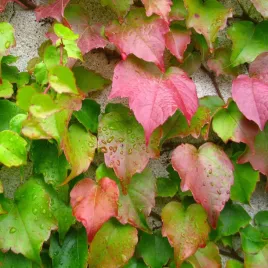 winobluszcz-trojklapowy-veitchii-2l-pakiet-5-sztuk