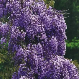 glicynia-wisteria-kwiecista-violacea-plena-2l-fioletowe-duze-kwiatowstany