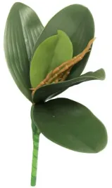 lisc-liscie-storczyka-storczyk-liscie-gumowe