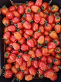 pomidor-szczepiony-apple-red-truskawkowe-owoce-rozsada-pomidorow-p9