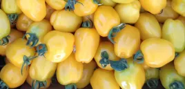 pomidor-szczepiony-apple-yellow-zolte-owoce-sadzonki-pomidorow-p9